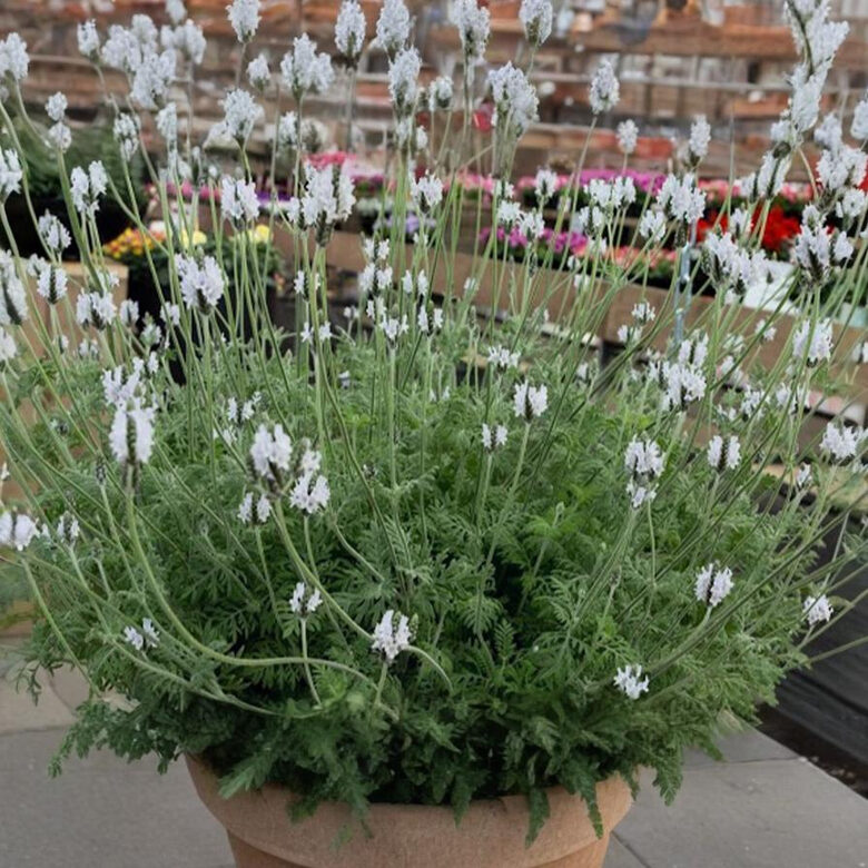 Paparžlapu lavanda “Torch Minty Ice” (pieejams no jūnija)